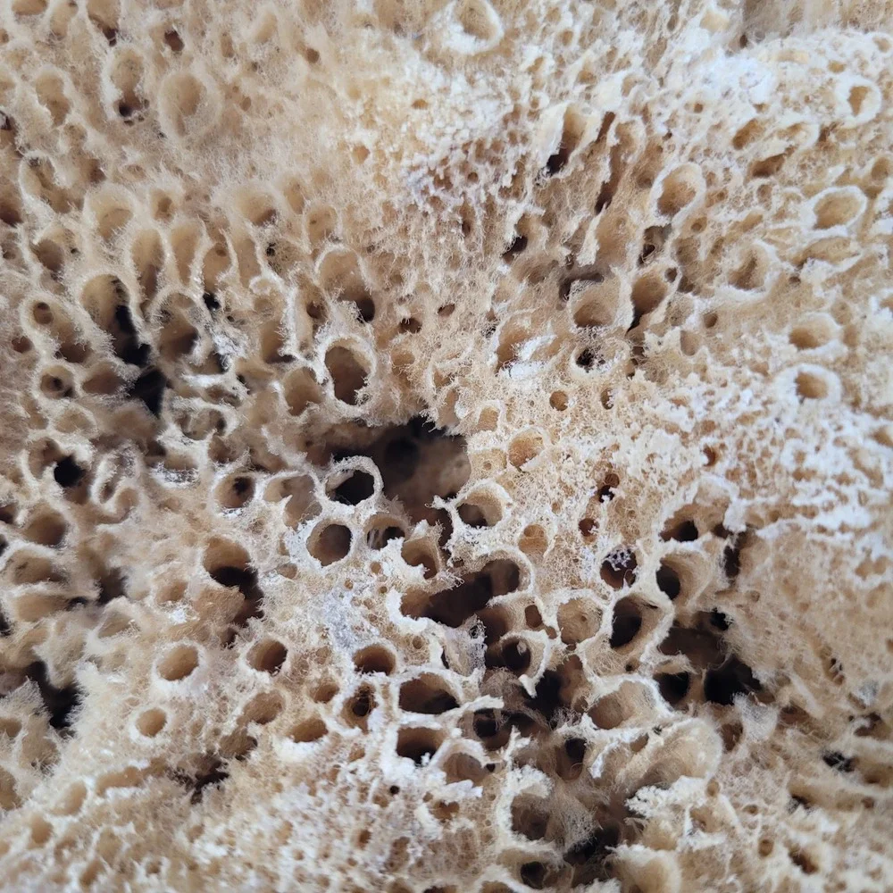 2 Natural Sea‎ Sponges Vase Cap Ocean Nautical Beach House Decor 7
